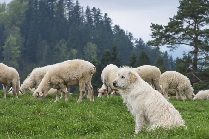 Framed Print : Traditional sheep grazing on hills in polish mountains