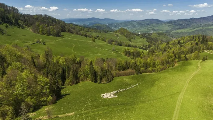 Framed Print : Traditional sheep pasture on meadow in Pieniny Mountains in Poland Framed Print : Traditional sheep pasture on meadow in Pieniny Mountains in Poland