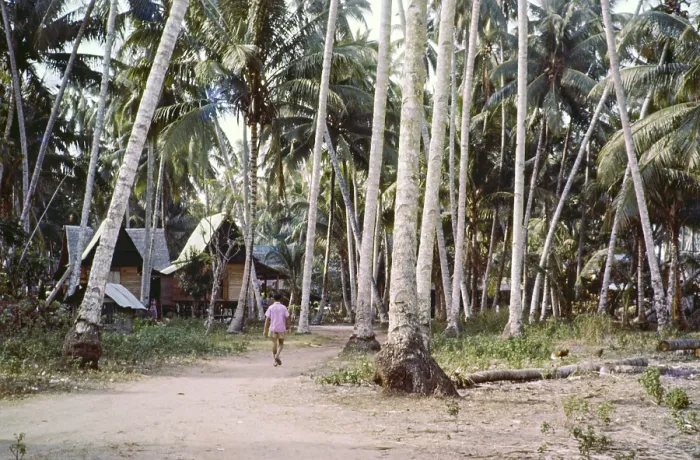 Framed Print : Traditional village houses in coconut palm trees Framed Print : Traditional village houses in coconut palm trees