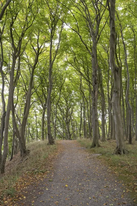 Framed Print : Trail through the beech forest Framed Print : Trail through the beech forest