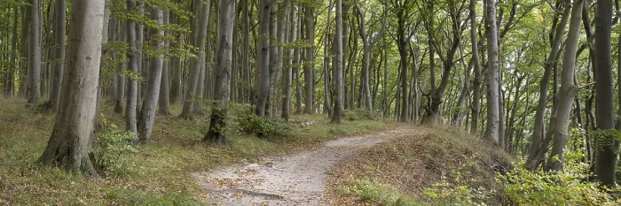 Framed Print : Trail through the beech forest Framed Print : Trail through the beech forest