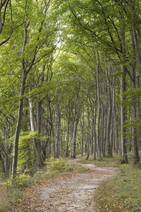Framed Print : Trail through the beech forest