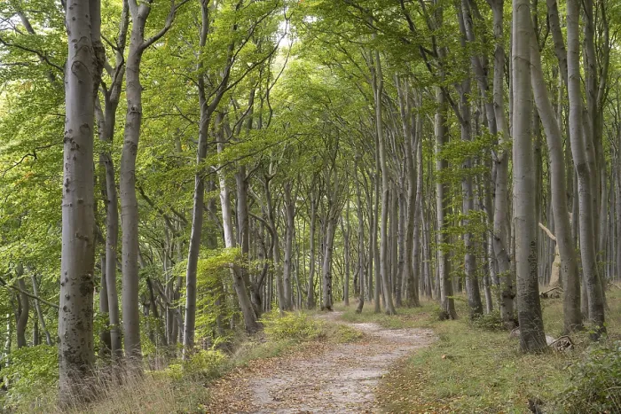 Framed Print : Trail through the beech forest