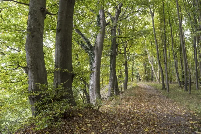 Framed Print : Trail through the beech forest Framed Print : Trail through the beech forest