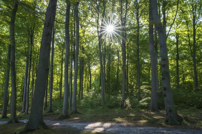 Framed Print : Trail through beech forest, backlight with sun star