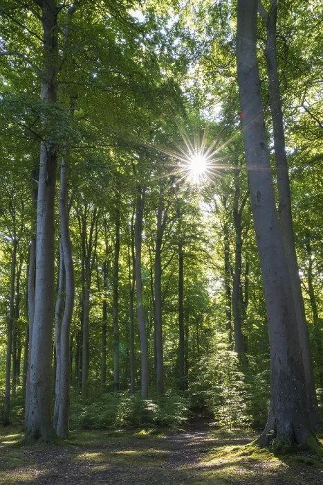 Framed Print : Trail through beech forest, backlight with sun star Framed Print : Trail through beech forest, backlight with sun star