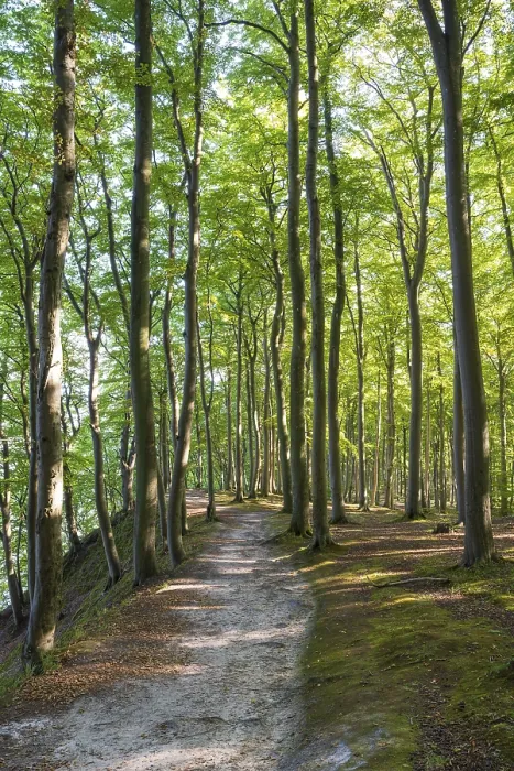 Framed Print : Trail through beech forest, Granitz Nature Reserve