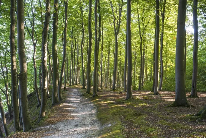 Framed Print : Trail through beech forest, Granitz Nature Reserve