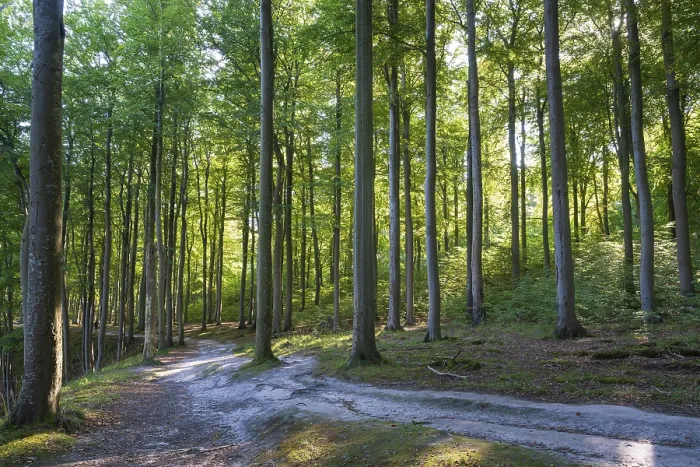 Framed Print : Trail through beech forest, Granitz Nature Reserve