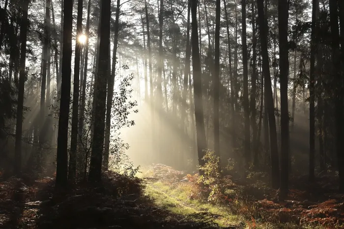Framed Print : Trail through a coniferous forest during sunrise in foggy weather