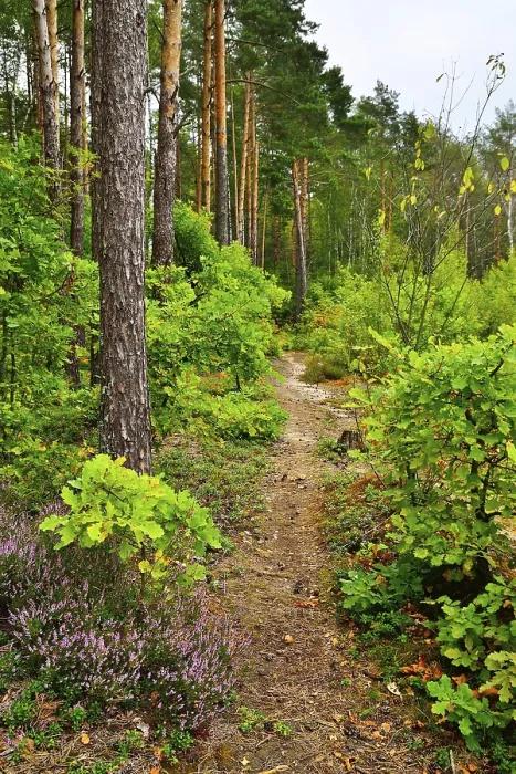Framed Print : Trail in a pine forest