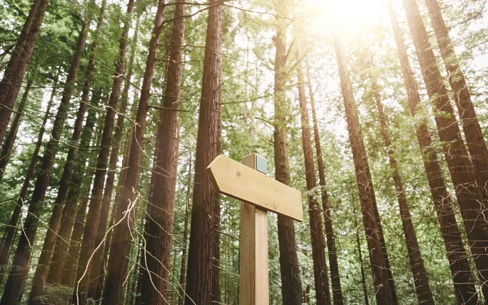 Framed Print : Trail through a redwood forest illuminated by sunlight
