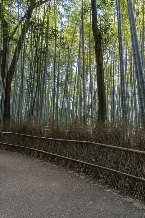 Framed Print : Trail through tall bamboo forest with surrounding trees and thick greenery