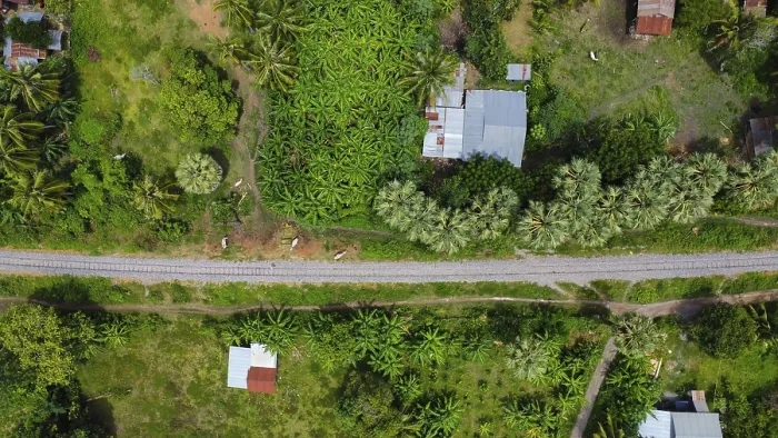 Framed Print : Train tracks with palms and cows next to it seen from above