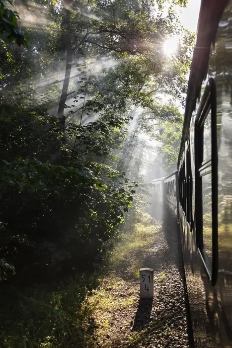 Framed Print : A train travels through a sun-drenched forest while rays of light shine through the trees Framed Print : A train travels through a sun-drenched forest while rays of light shine through the trees