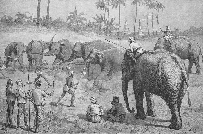 Framed Print : Training, Dressage of Elephants in British Burma