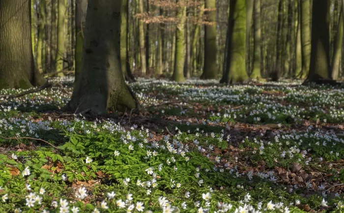 Framed Print : A tranquil forest with flowering anemones in the sunlight and green tree trunks