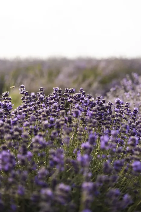 Framed Print : A tranquil lavender field in full bloom with delicate purple flowers stretching to the horizon