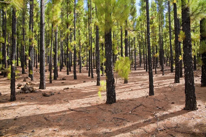 Framed Print : Tranquil pine forest scene in El Tanque
