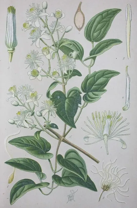 Framed Print : Traveller's joy (Clematis vitalba) Framed Print : Traveller's joy (Clematis vitalba)
