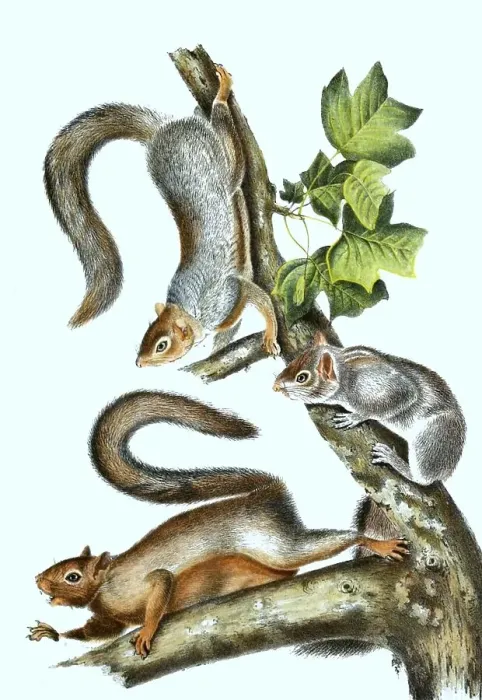Framed Print : Travelling squirrel, histoic, digitally restored reproduction of an original from the 19th century Framed Print : Travelling squirrel, histoic, digitally restored reproduction of an original from the 19th century