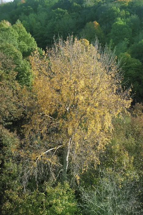 Framed Print : Tree in autumn colours