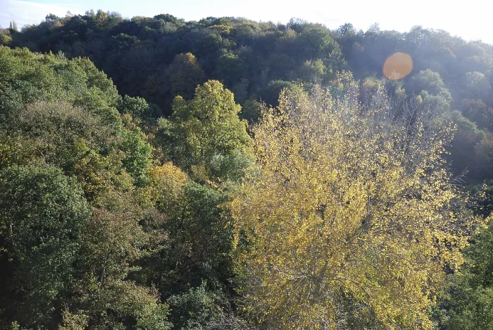 Framed Print : Tree in autumn colours, A forest in autumn with trees covered in colorful foliage under bright sunlight in France