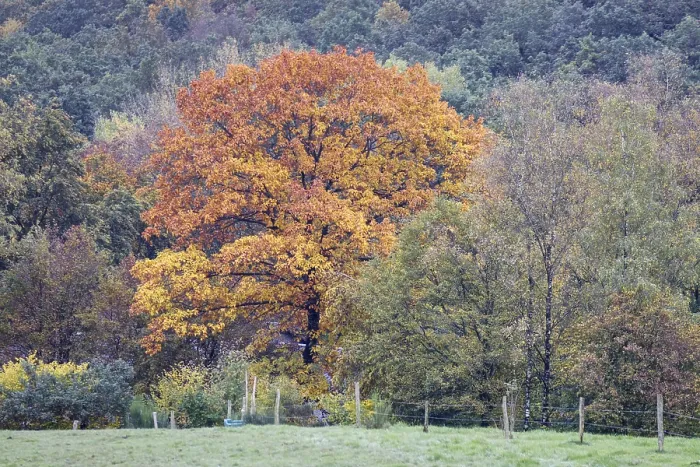 Framed Print : A tree in autumnal colours stands out from a green forest in a rural region Framed Print : A tree in autumnal colours stands out from a green forest in a rural region