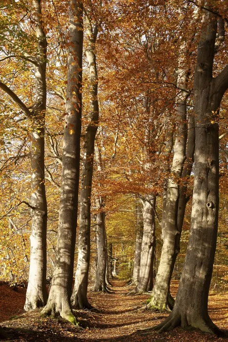 Framed Print : Tree avenue in autumn, Stikelkamper Wald