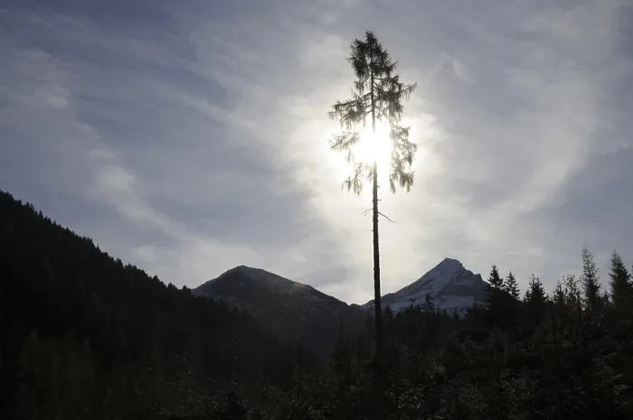 Framed Print : Tree, backlight, light, sun, larch