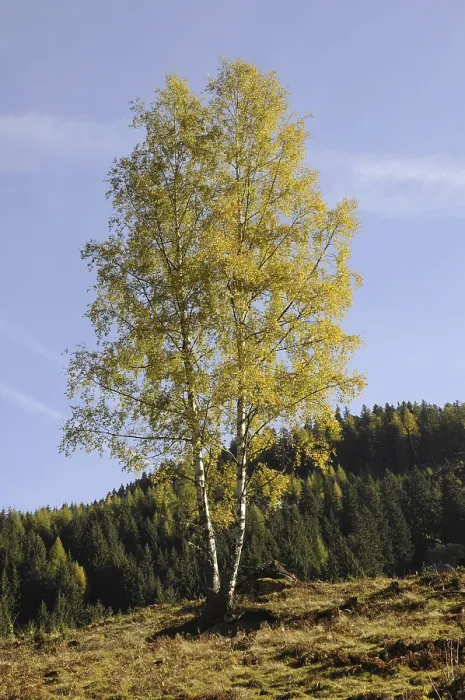 Framed Print : Tree, birch, Wimmertal, Gerlos Framed Print : Tree, birch, Wimmertal, Gerlos