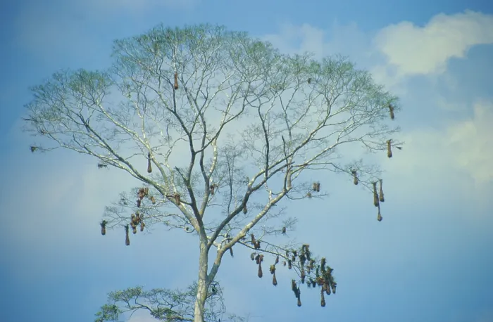 Framed Print : Tree with bird nests on Rio Tambopata