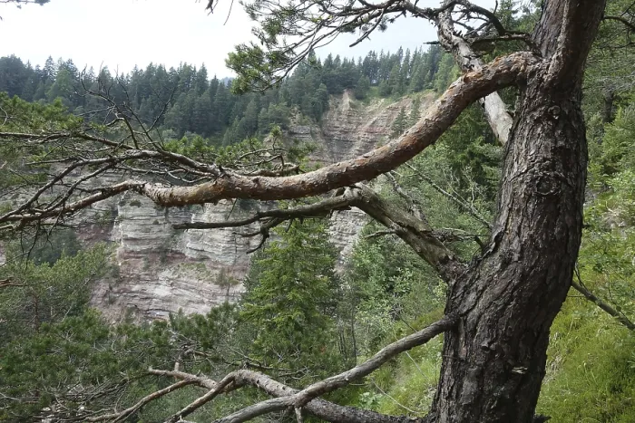 Framed Print : Tree in the Bletterbach Gorge Framed Print : Tree in the Bletterbach Gorge
