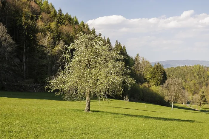 Framed Print : A tree with blossoms stands in a vast green meadow Framed Print : A tree with blossoms stands in a vast green meadow