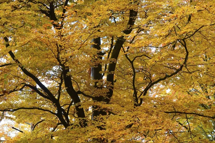 Framed Print : Tree branches covered with a thick layer of golden autumn leaves