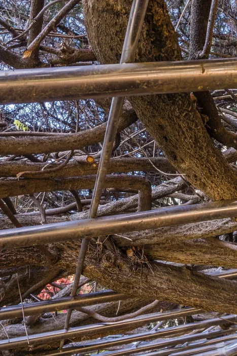 Framed Print : Tree branches densely interwoven with a metal pergola Framed Print : Tree branches densely interwoven with a metal pergola