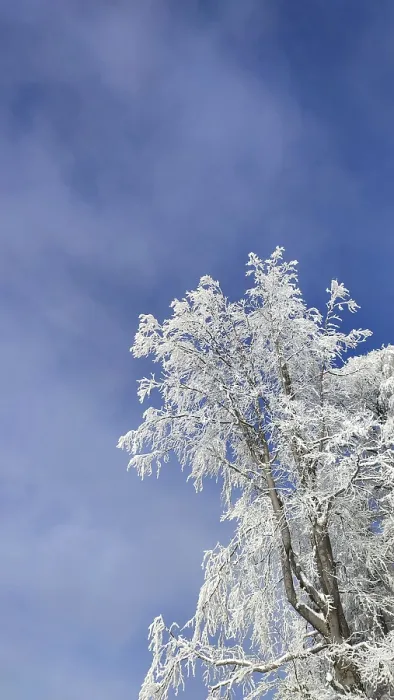 Framed Print : Tree covered with snow against deep blue sky