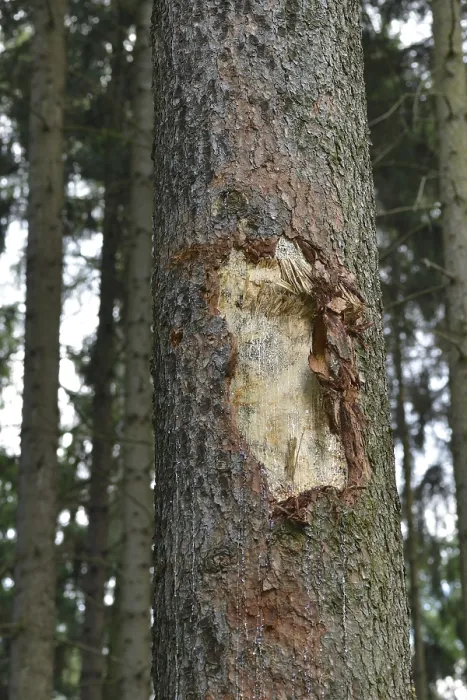 Framed Print : Tree destroyed in the forest with a harvester Framed Print : Tree destroyed in the forest with a harvester