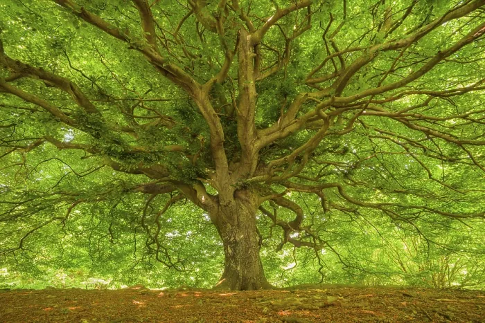 Framed Print : A tree with an expansive canopy of green leaves Framed Print : A tree with an expansive canopy of green leaves