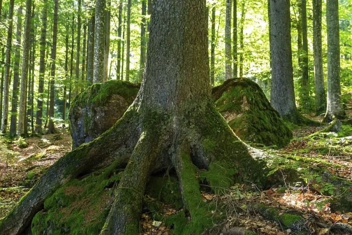 Framed Print : Tree with exposed roots embracing moss-covered rocks in the forest Framed Print : Tree with exposed roots embracing moss-covered rocks in the forest