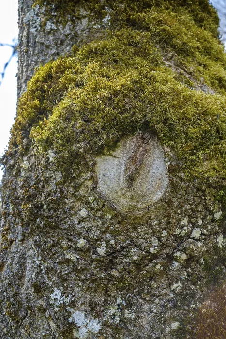 Framed Print : Tree eye on the mossy trunk of a tree in the valley of the GroBe Lauter between Unterwilzingen and Lauterach