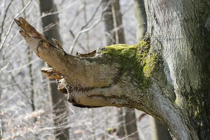 Framed Print : Tree face, looks like an animal