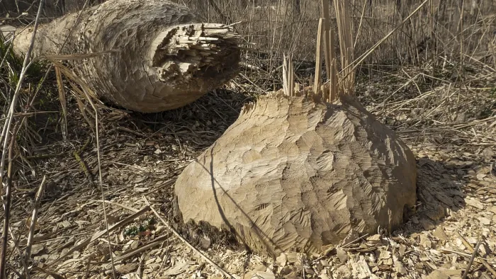 Framed Print : A tree felled by a beaver in a floodplain forest on the Danube