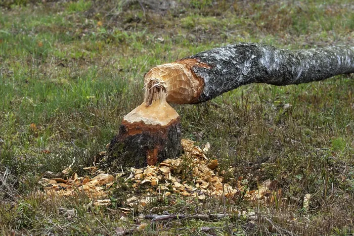 Framed Print : Tree felled by a beaver at the moor pond
