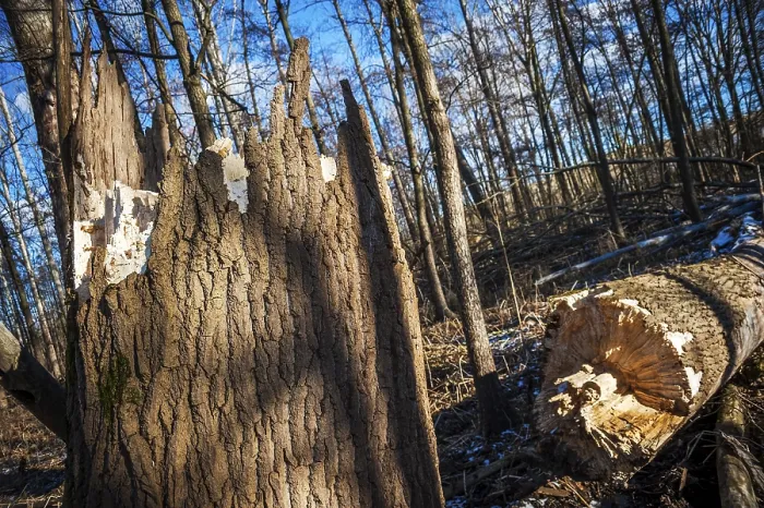 Framed Print : Tree felled by a storm in the forest