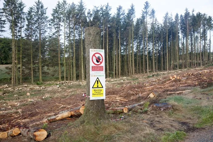 Framed Print : Tree felling forestry operations in Dartmoor national park Framed Print : Tree felling forestry operations in Dartmoor national park