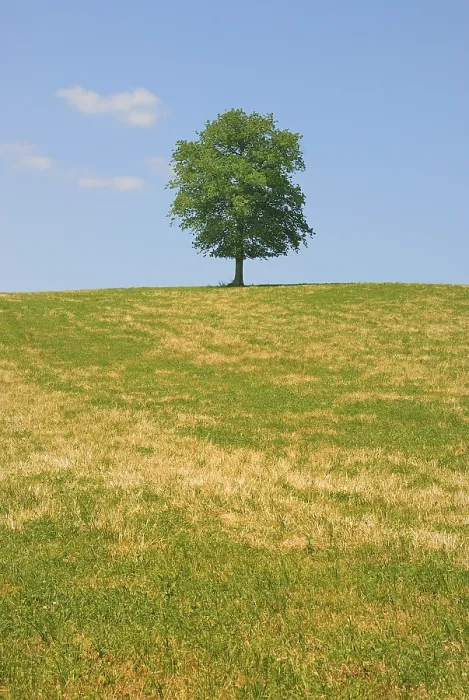 Framed Print : Tree in a field, A solitary tree on a grassy hill under a clear blue sky