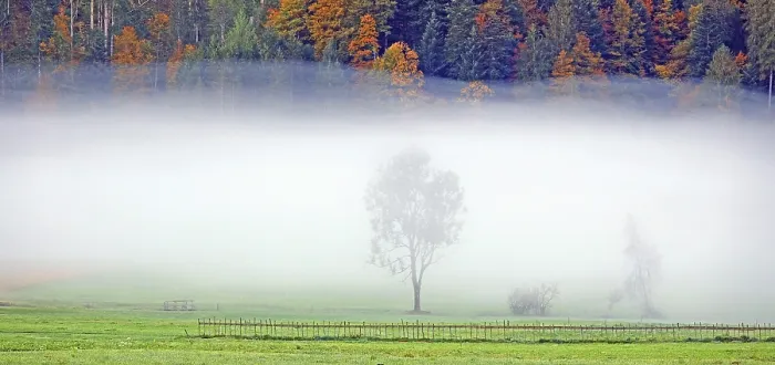 Framed Print : Tree in fog near Bizau Framed Print : Tree in fog near Bizau