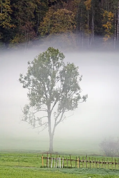 Framed Print : Tree in fog near Bizau Framed Print : Tree in fog near Bizau