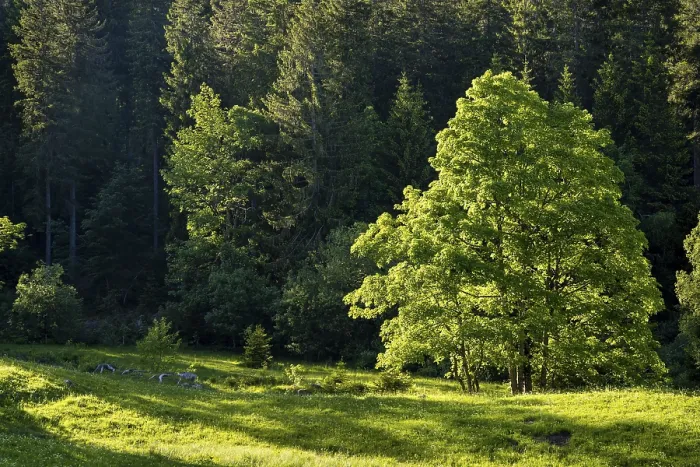 Framed Print : Tree and forest in the evening light